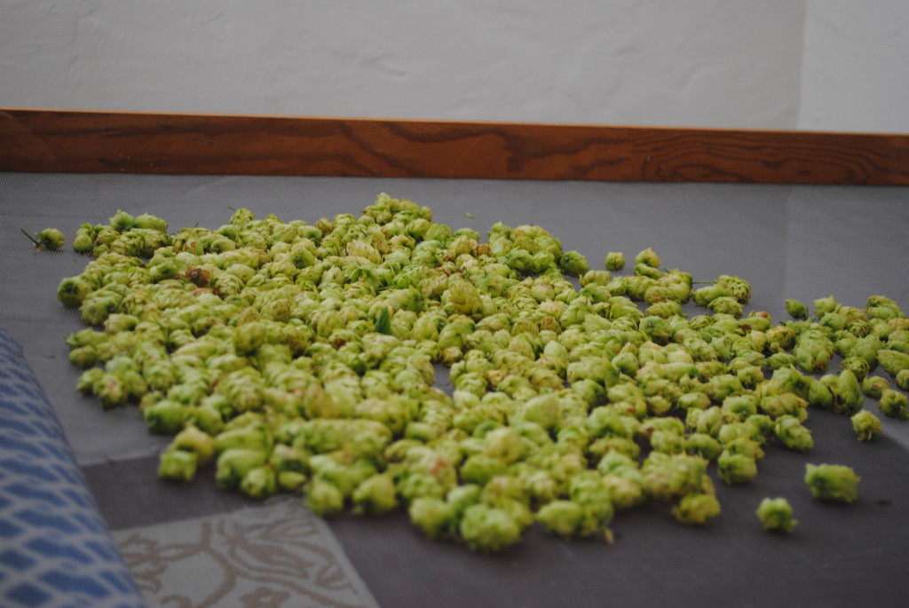 Cascade hops crying on screen